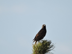 Sturnus vulgaris