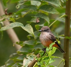 Pyrocephalus rubinus obscurus