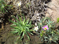 Phemeranthus napiformis