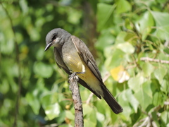 Tyrannus vociferans