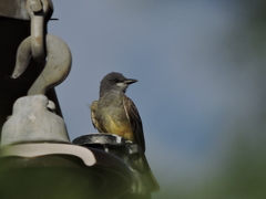 Tyrannus vociferans
