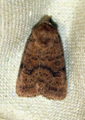 Hoplodrina octogenaria