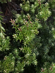 Leptecophylla pogonocalyx