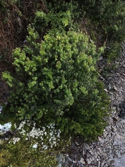 Leptecophylla pogonocalyx