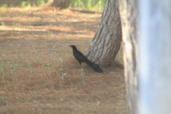 Quiscalus mexicanus