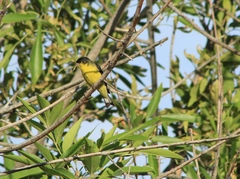 Spinus psaltria