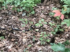 Pantherophis alleghaniensis