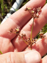 Juncus dubius