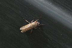 Haematopota pluvialis