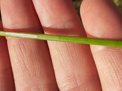 Juncus dubius