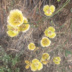 Calochortus weedii intermedius