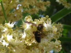 Scolia