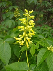 Aesculus pavia flavescens