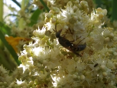 Scolia