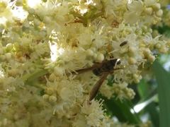 Scolia