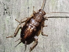 Parellipsidion latipenne