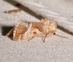 Hexorthodes accurata