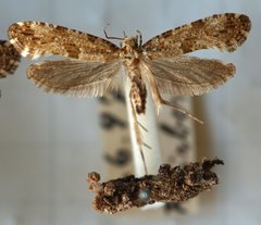 Morophaga choragella