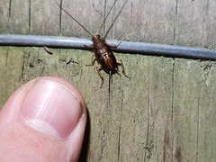 Parellipsidion latipenne