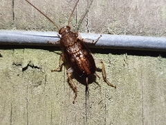 Parellipsidion latipenne