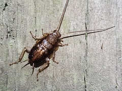 Parellipsidion latipenne