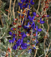 Psorothamnus arborescens minutifolius