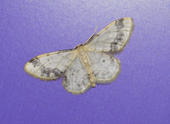 Idaea trigeminata