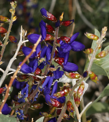 Psorothamnus arborescens minutifolius