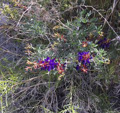 Psorothamnus arborescens minutifolius
