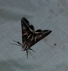 Drasteria grandirena
