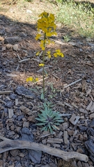 Erysimum capitatum capitatum