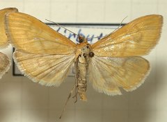 Mecyna lutealis