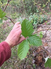 Karpatiosorbus latifolia