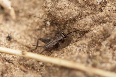 Modicogryllus