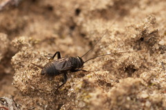 Modicogryllus