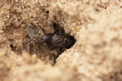 Modicogryllus