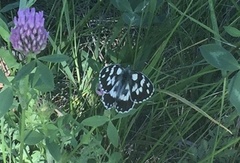 Melanargia galathea