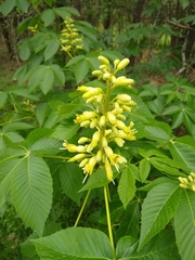 Aesculus pavia flavescens