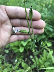 Silene drummondii