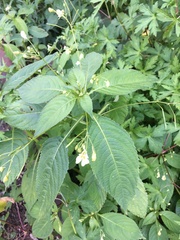 Impatiens parviflora