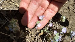 Phacelia curvipes
