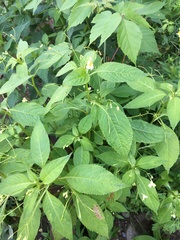 Impatiens parviflora