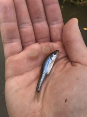 Notropis dorsalis