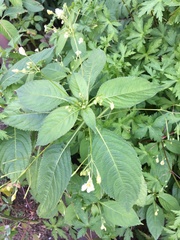 Impatiens parviflora