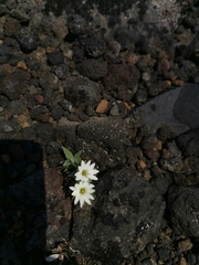 Stellaria eschscholtziana