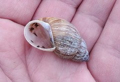 Bocourtia aequatoria