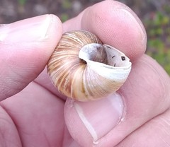 Bocourtia aequatoria