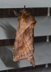 Bellura densa
