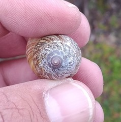 Bocourtia aequatoria