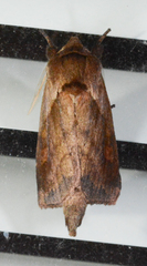 Bellura densa
